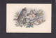 Cat Card -  Two Kittens With Mistletoe & Holly With Paper Scroll.   Early Chromo Card. - Chats
