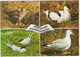 Groeten Van Schiermonnikoog - Vogels - (Nederland/Holland) - Nr. L 1157 - (Birds / Oiseau / Vögel) - Schiermonnikoog