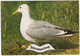 Schiermonnikoog - Stormmeeuw / Sturmmöwe / Mouette De Cendree / Common Gull - (Nederland/Holland) - Nr. L 1165 - Schiermonnikoog