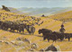 97821- MONGOLIAN LANDSCAPE, YAKS - Mongolia