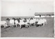 Photo Madagascar, Moutons, Format 12/18 - Afrique