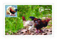 Viet Nam Vietnam Maxi Maxicards Issued On Aug 25, 2021 : Chicken / Rooster / Cock (Ms1146) - Vietnam