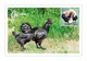 Viet Nam Vietnam Maxi Maxicards Issued On Aug 25, 2021 : Chicken / Rooster / Cock (Ms1146) - Vietnam