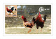 Viet Nam Vietnam Maxi Maxicards Issued On Aug 25, 2021 : Chicken / Rooster / Cock (Ms1146) - Vietnam