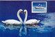 BIRDS-SWANS- SET OF 4 MAXIMUM CARDS- PRC-MNH-BR2-33 - Cygnes