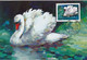 BIRDS-SWANS- SET OF 4 MAXIMUM CARDS- PRC-MNH-BR2-33 - Cygnes