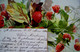 Cpa  Précurseur  FRUITS . FRAISIER . FRAISES . 1901 . STRAWBERRIES AND STRAWBERRY PLANT  EARLY PC - Geneeskrachtige Planten