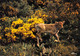 Veau Beaux Sites Lozère Cim - Autres & Non Classés