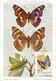 Delcampe - Hongrie Hungary Magyar Posta Lot Of 7 Maximum Cards CM Maxicard  Papillon Butterfly - Tarjetas – Máximo