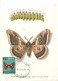 Delcampe - Yougoslavie Papillon Butterfly Lot De 6 Cartes Maximum Maxicard CM - Papillons