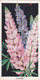 Carreras Cigarette Card - Flowers - 1936 - 6 Lupins - Player's