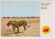 Vintage Rppc Iberia Promotion Card "Africa" - 1946-....: Modern Tijdperk