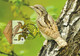 LIECHTENSTEIN 2011 Endangered Bird Species/50th Anniversary Of WWF: Set Of 8 Maximum Cards CANCELLED - Maximumkarten (MC)