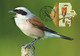 Delcampe - LIECHTENSTEIN 2011 Endangered Bird Species/50th Anniversary Of WWF: Set Of 8 Maximum Cards CANCELLED - Cartas Máxima
