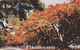 Zimbabwe, ZIM-26, $50, Flamboyants, Trees, 2 Scans. - Zimbabwe