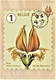 Delcampe - Reeks Van 10 Maximumkaarten Bpost "Boomvruchten" Marijke Meersman Stempel 1ste Dag Brussel-Bruxelles 14-06-2021 - Unused Stamps