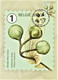 Delcampe - Reeks Van 10 Maximumkaarten Bpost "Boomvruchten" Marijke Meersman Stempel 1ste Dag Brussel-Bruxelles 14-06-2021 - Unused Stamps