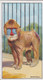 5 Mandrill - Animals At The Zoo, 1924 - Morris Cigarette Card - Original - Wildlife - Phillips / BDV