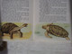 USA Tortue Reptile Basic Science Education Series Bertha Morris Parker Gladys K.McCosh 9 Illustrations Tortue Différente - Wildlife