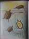 USA Tortue Reptile Basic Science Education Series Bertha Morris Parker Gladys K.McCosh 9 Illustrations Tortue Différente - Vita Selvaggia
