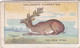 39 The Sick Stag, Fables & Their Morals 1922  - Gallaher Cigarette Card - Original - Antique - Gallaher