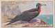 17 Great Frigate Bird - Foreign Birds 1924 - Ogdens  Cigarette Card - Original - Wildlife - Ogden's