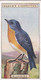 5 Bluebird - Foreign Birds 1924 - Ogdens  Cigarette Card - Original - Wildlife - Ogden's