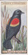 4 Redwinged Blackbird - Foreign Birds 1924 - Ogdens  Cigarette Card - Original - Wildlife - Ogden's
