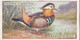 13 Mandarin Duck  - Foreign Birds 1924 - Ogdens  Cigarette Card - Original - Wildlife - Ogden's