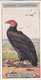 7 Turkey Buzzard  - Foreign Birds 1924 - Ogdens  Cigarette Card - Original - Wildlife - Ogden's
