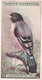 27 Lanceolated Jay - Foreign Birds 1924 - Ogdens  Cigarette Card - Original - Wildlife - Ogden's