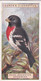 21 Rose Breasted Grosbeak - Foreign Birds 1924 - Ogdens  Cigarette Card - Original - Wildlife - Ogden's