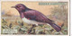 39 Glossy Starling - Foreign Birds 1924 - Ogdens  Cigarette Card - Original - Wildlife - Ogden's