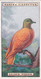 34 Golden Pigeon - Foreign Birds 1924 - Ogdens  Cigarette Card - Original - Wildlife - Ogden's
