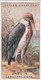 40 Adjutant Stork - Foreign Birds 1924 - Ogdens  Cigarette Card - Original - Wildlife - Ogden's