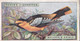 32 Bullocks Oriole - Foreign Birds 1924 - Ogdens  Cigarette Card - Original - Wildlife - Ogden's