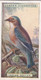 37 Indian Roller - Foreign Birds 1924 - Ogdens  Cigarette Card - Original - Wildlife - Ogden's
