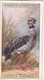 38 Crested Screamer  - Foreign Birds 1924 - Ogdens  Cigarette Card - Original - Wildlife - Ogden's