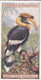 25 Great Pied Hormbill  - Foreign Birds 1924 - Ogdens  Cigarette Card - Original - Wildlife - Ogden's