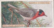47 Red Faced Warbler  - Foreign Birds 1924 - Ogdens  Cigarette Card - Original - Wildlife - Ogden's