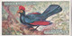35 Violet Plantain Eater  - Foreign Birds 1924 - Ogdens  Cigarette Card - Original - Wildlife - Ogden's