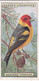 42 Western Tanager - Foreign Birds 1924 - Ogdens  Cigarette Card - Original - Wildlife - Ogden's