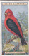 41 Scarlet Tanager - Foreign Birds 1924 - Ogdens  Cigarette Card - Original - Wildlife - Ogden's