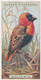 49 Weaver Bird - Foreign Birds 1924 - Ogdens  Cigarette Card - Original - Wildlife - Ogden's
