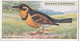 43 Varied Thrush - Foreign Birds 1924 - Ogdens  Cigarette Card - Original - Wildlife - Ogden's