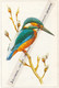 Fiche Illustrée : Oiseaux, MARTIN-PECHEUR, Alcedo Atthis Ispida L. - Animals