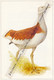 Fiche Illustrée : Oiseaux, OUTARDE BARBUE, Grande Outarde, Otis Tarda L. - Animals