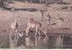 Zambia - Wildlife 1969 Nice Stamp - Sambia