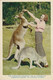 Australia - Kangaroo 1958 - Non Classés