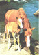 Horses, Standing Horse With Foal Near Water - Horses
